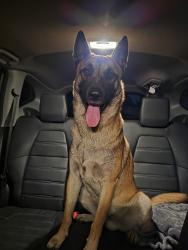 Found/Stray Male Dog last seen Route 66 Gas, El Monte, CA 91732