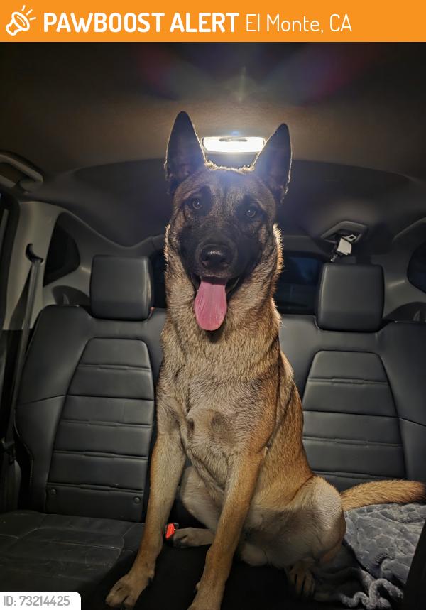 Found/Stray Male Dog last seen Route 66 Gas, El Monte, CA 91732