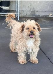 Lost Female Dog last seen 27th st and avenue S, Palmdale, CA 93550
