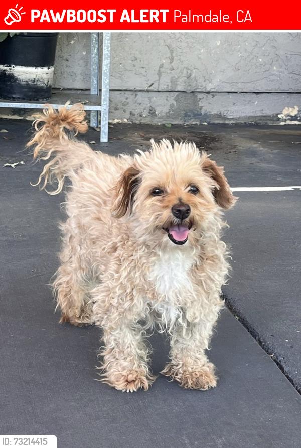 Lost Female Dog last seen 27th st and avenue S, Palmdale, CA 93550