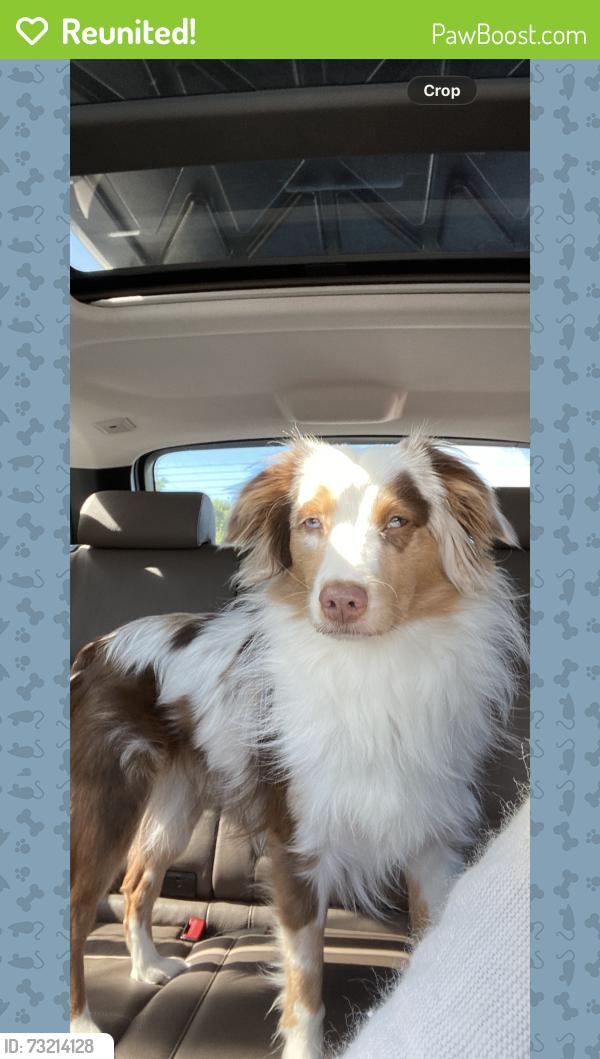 Reunited Male Dog last seen Whitfield, Sarasota, FL 34243