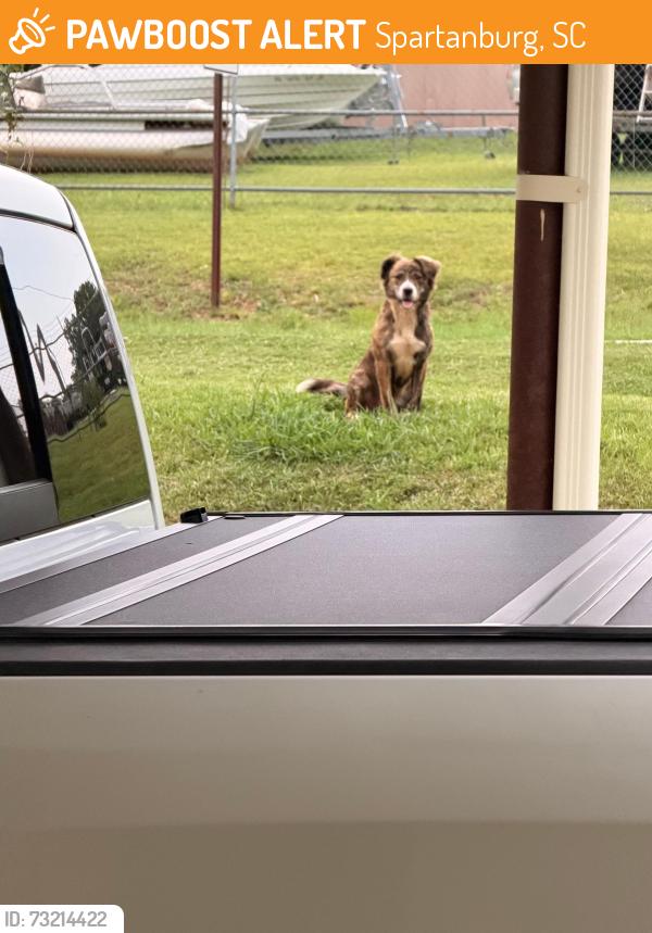 Found/Stray Female Dog last seen Whitney area, Spartanburg, SC 29303