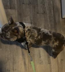 Found/Stray Unknown Dog last seen Dollar General, Tipton, CA 93272