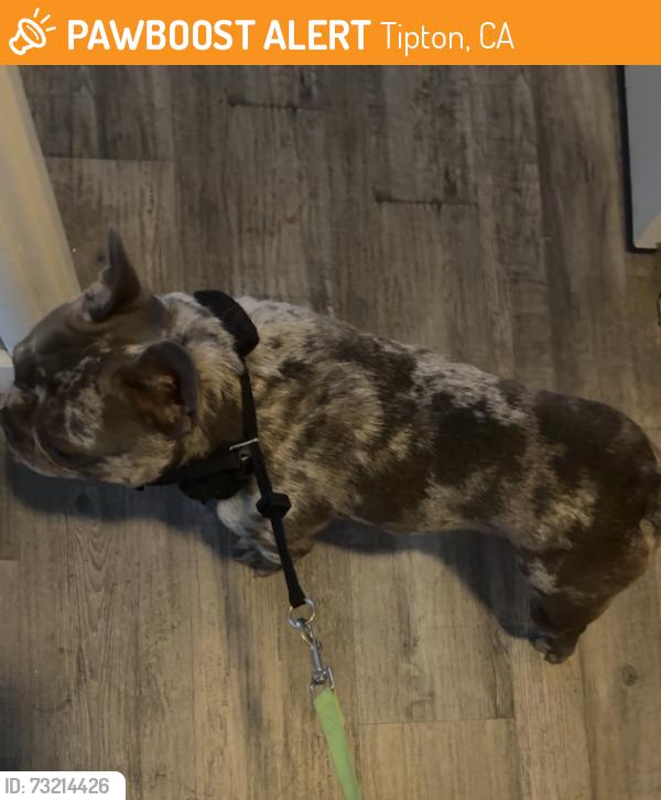Found/Stray Unknown Dog last seen Dollar General, Tipton, CA 93272