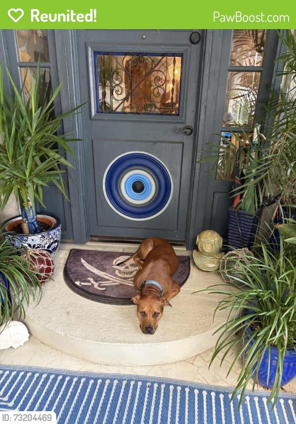 Reunited Male Dog last seen Bayou chico area, Pensacola, FL 32507