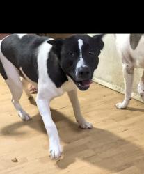 Found/Stray Male Dog last seen Loop 202 and hawes, Mesa, AZ 85206
