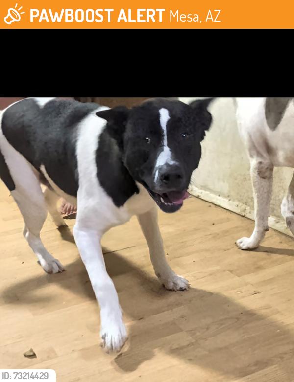 Found/Stray Male Dog last seen Loop 202 and hawes, Mesa, AZ 85206