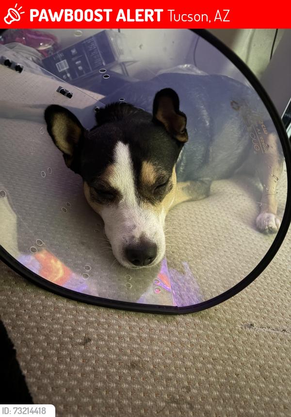 Lost Female Dog last seen Near N Tyndall Ave E sixth st, Tucson, AZ 85719