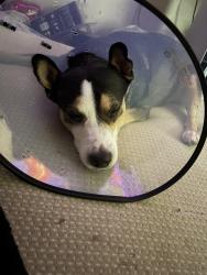 Lost Female Dog last seen Near N Tyndall Ave E sixth st, Tucson, AZ 85719