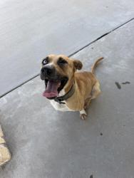 Found/Stray Unknown Dog last seen Ehlinger Road, New Ulm, TX 78950