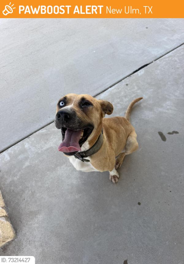 Found/Stray Unknown Dog last seen Ehlinger Road, New Ulm, TX 78950