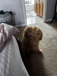 Found/Stray Female Dog last seen off42 fast landing rd, Kent County, DE 19901