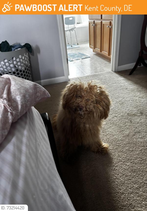 Found/Stray Female Dog last seen off42 fast landing rd, Kent County, DE 19901
