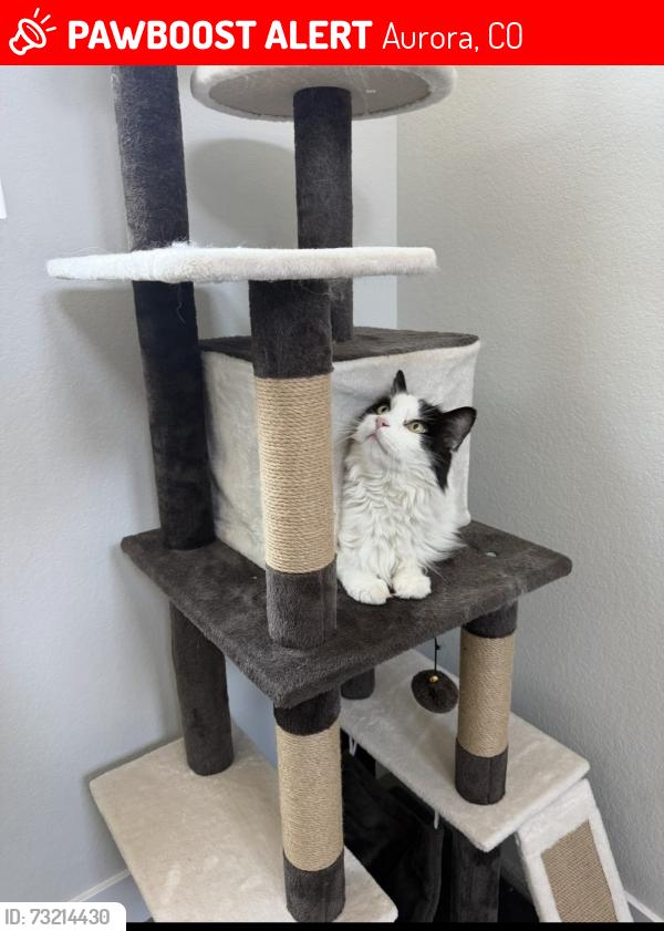 Lost Male Cat last seen Periwinkle Park, Aurora, CO 80019