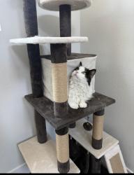 Lost Male Cat last seen Periwinkle Park, Aurora, CO 80019