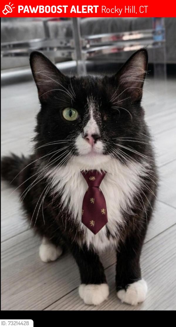Lost Male Cat last seen Near forest st. Rocky hill, ct, Rocky Hill, CT 06067