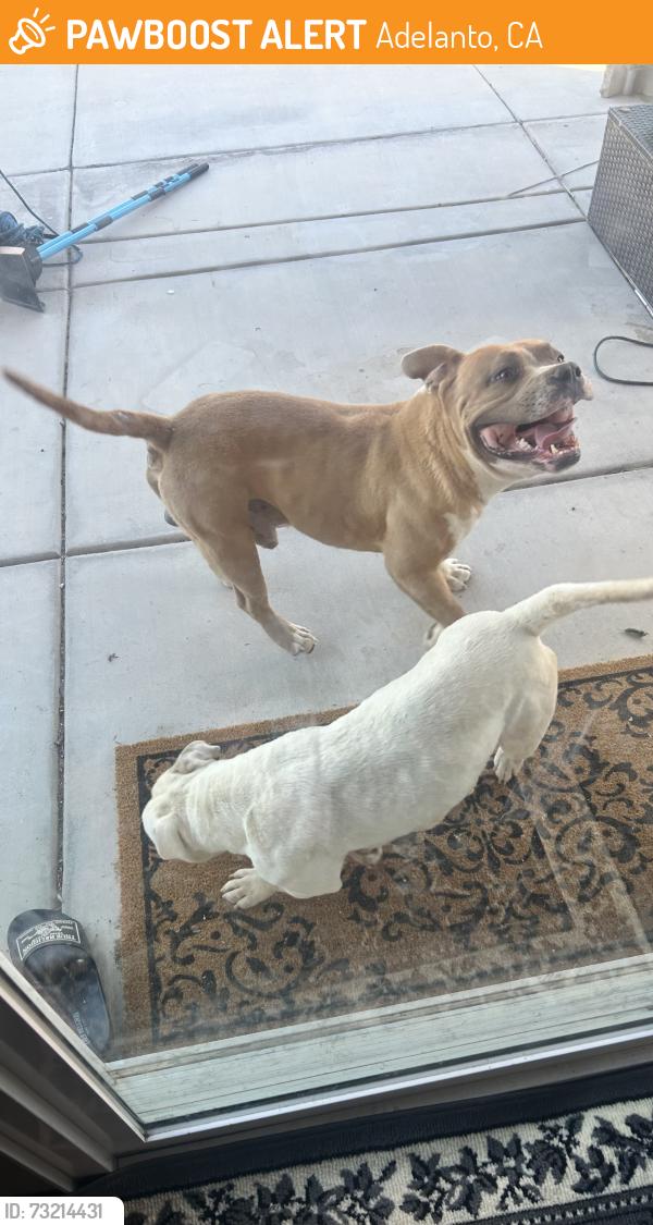 Found/Stray Unknown Dog last seen Bellflower / Mohave, Adelanto, CA 92301