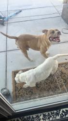 Found/Stray Unknown Dog last seen Bellflower / Mohave, Adelanto, CA 92301
