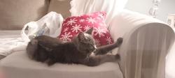 Reunited Male Cat last seen taylor street, Bristol, TN 37620