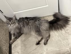 Reunited Male Cat last seen Woodland station dr and hillside dr, Clarksville, TN 37040