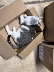 Reunited Male Cat last seen Kiefer Creek Rd, Ballwin, MO 63021