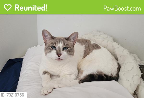 Reunited Female Cat last seen behind 9 honeysuckle Dr, Newark DE, Newark, DE 19702