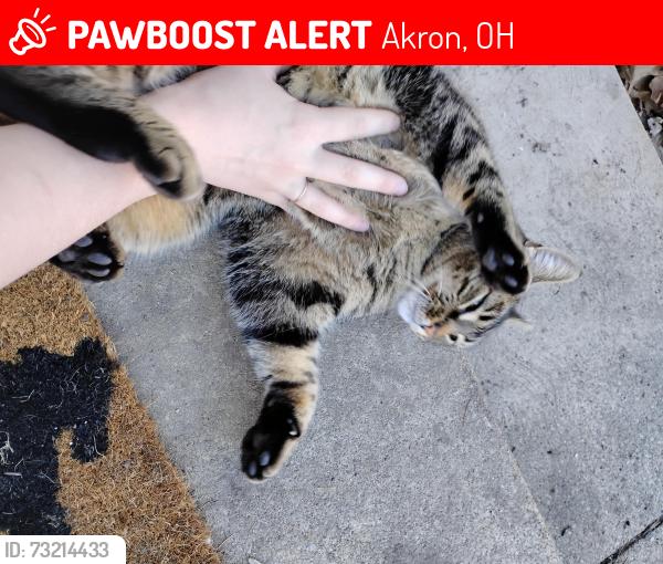 Lost Female Cat last seen Rizzies m, Akron, OH 44321