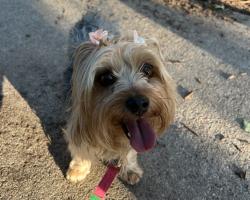 Reunited Female Dog last seen Vine St and 22nd, Denver, CO 80205