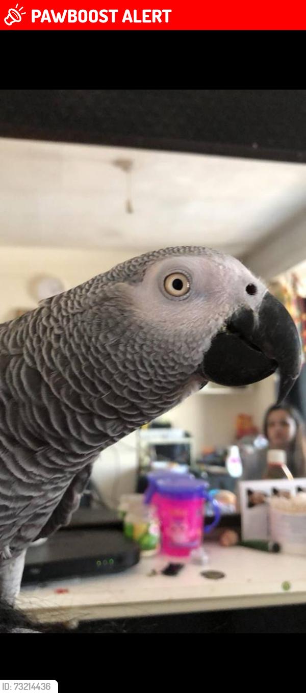 Lost Male Bird last seen East walk, London, England EN4 8JX