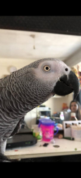 Lost Male Bird last seen East walk, London, England EN4 8JX