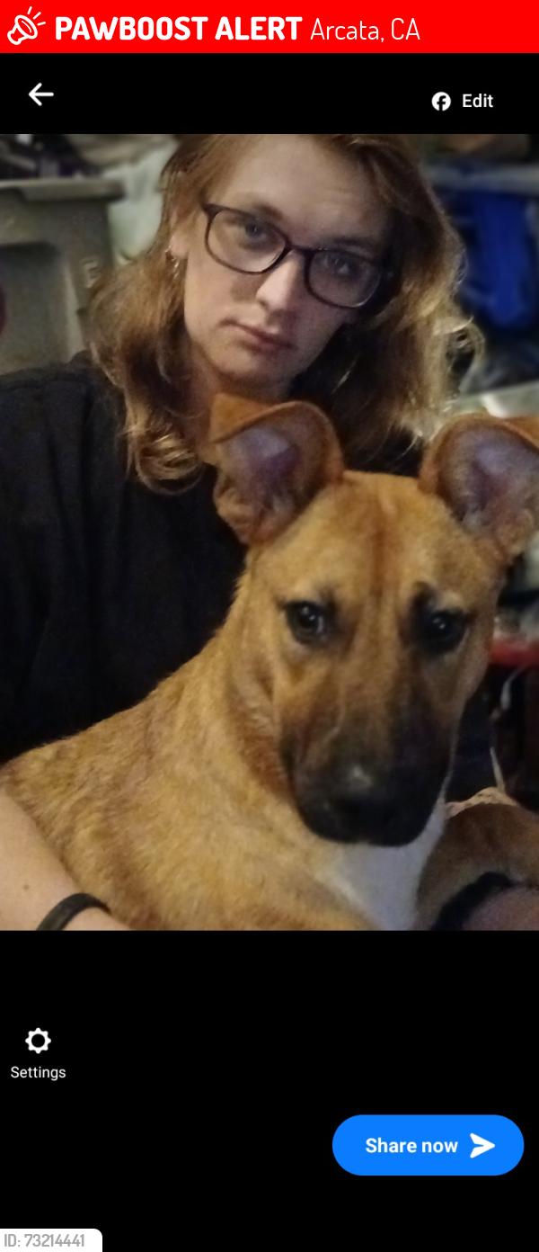 Lost Female Dog last seen 11th and Q, Arcata, CA 95521