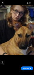 Lost Female Dog last seen 11th and Q, Arcata, CA 95521
