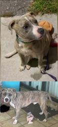 Found/Stray Male Dog last seen Coconut Creek, Coconut Creek, FL 33066