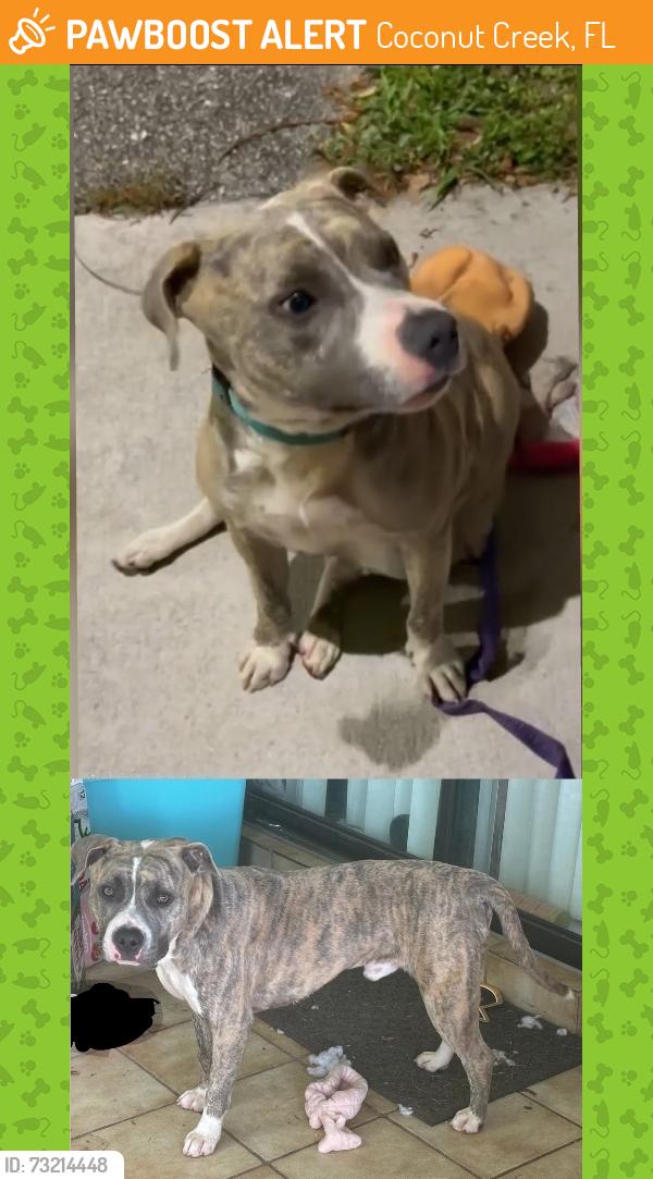 Found/Stray Male Dog last seen Coconut Creek, Coconut Creek, FL 33066