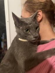 Found/Stray Unknown Cat last seen Big springs road, Friendsville, TN 37737