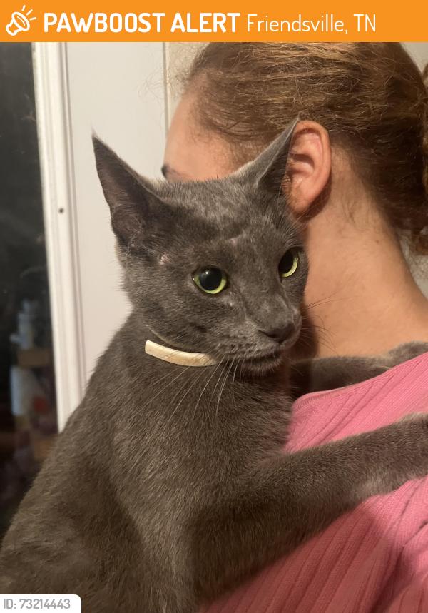 Found/Stray Unknown Cat last seen Big springs road, Friendsville, TN 37737