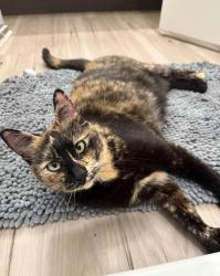 Lost Female Cat last seen W Pflugerville pkwy, Round Rock, TX 78664