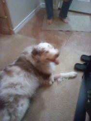 Reunited Female Dog last seen Beach and kenny, Fort Worth, TX 76244