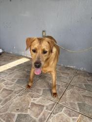 Reunited Male Dog last seen SW 160 st, Miami, FL 33196