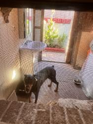 Reunited Male Dog last seen Fontana, CA, USA, Fontana, CA 92335