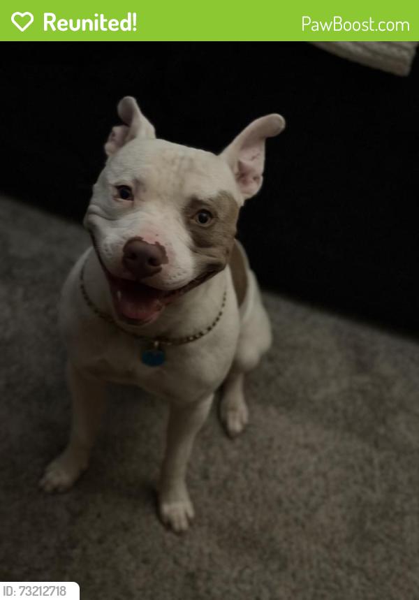 Reunited Male Dog last seen Near Beckwith Dr, Greensboro, NC 27410, USA, Greensboro, NC 27410