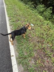 Found/Stray Unknown Dog last seen Landsford Rd Pageland SC, Austin Rd,  28112