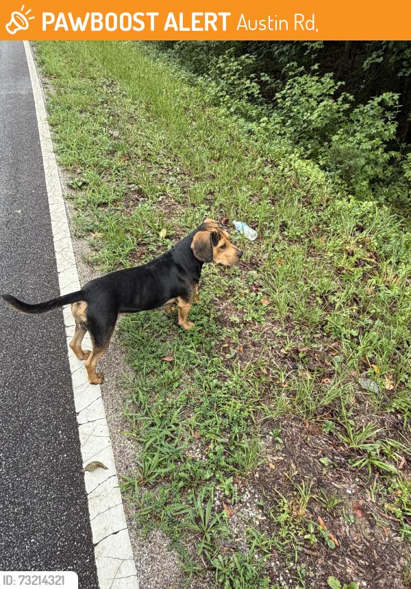 Found/Stray Unknown Dog last seen Landsford Rd Pageland SC, Austin Rd,  28112
