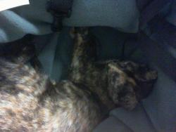 Shelter Stray Female Cat last seen CHARLOTTE, 8315 Byrum Dr, Charlotte, NC 28217, USA
