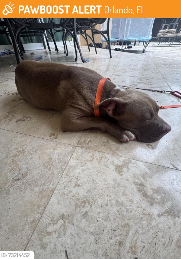 Found/Stray Male Dog last seen Vista royale gated commubity, Orlando, FL 32835