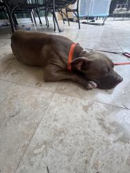 Found/Stray Male Dog last seen Vista royale gated commubity, Orlando, FL 32835