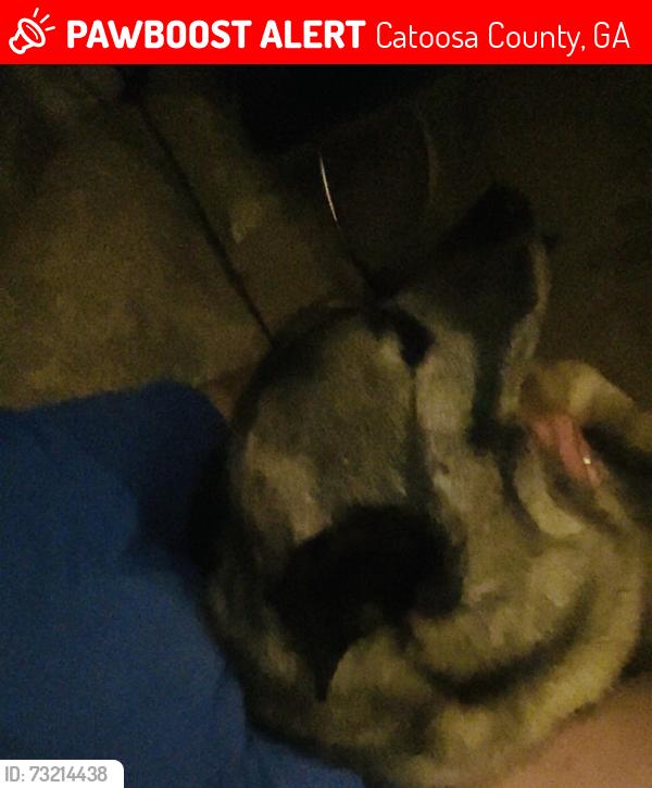 Lost Male Dog last seen Gordy circle and keys rd and wilbanks to lake rd, Catoosa County, GA 30755