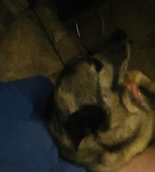 Lost Male Dog last seen Gordy circle and keys rd and wilbanks to lake rd, Catoosa County, GA 30755