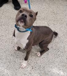 Shelter Stray Male Dog last seen Near BLOCK ROSEMONT AVE, DETROIT MI 48228, 7401 Chrysler Dr, Detroit, MI 48211, USA