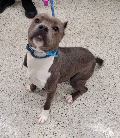 Shelter Stray Male Dog last seen Near BLOCK ROSEMONT AVE, DETROIT MI 48228, 7401 Chrysler Dr, Detroit, MI 48211, USA